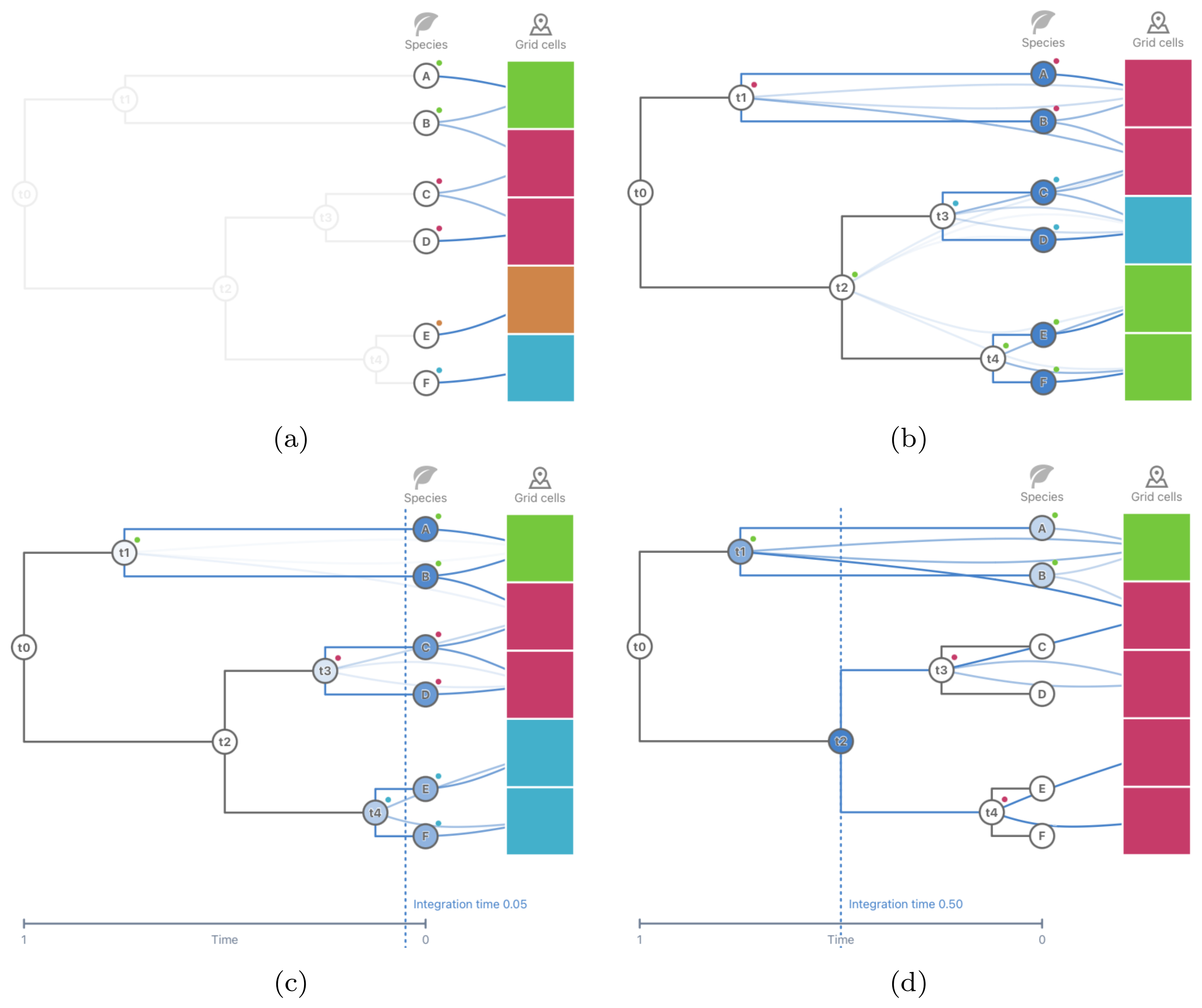 Community detection in bipartite occurrence networks including evolutionary relationships. To find biogeographical regions that capture the spatial structuring of species, we apply community detection on the bipartite network composed of species linked to grid cells where they occur. Grid cells are indirectly connected through shared species (a). The two bottom grid cells end up in different bioregions because of no shared species. By connecting each ancestral node in a phylogenetic tree to the grid cells where its descendant species occur, weighted by their spatial information, we can form bioregions connected not only by shared species but by shared evolutionary history (b). We can indirectly connect grid cells by their shared ancestry at a selected time (c)-(d) for a more detailed analysis. With a recent time, we can use it to solve fragmented bioregions due to sparse data and make it robust against shifting taxonomic resolutions due to the so-called lumper-splitter problem. We uncover unique bioregions by sweeping the selected integration point back in time.